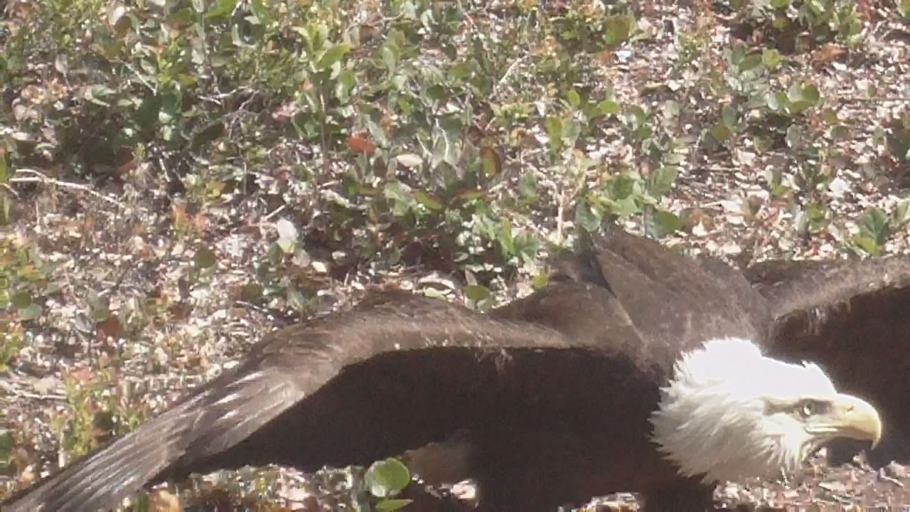 wild bald eagle